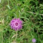 Centaurea nigraFlor