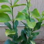 Citrus × aurantiifolia Folla