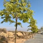 Corymbia torelliana Агульны выгляд