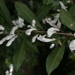 Oxera microcalyx Natur