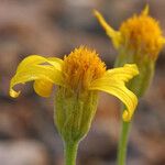 Stenotus acaulis Flor