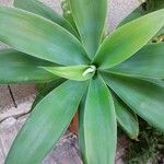 Agave attenuataFrunză