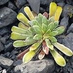 Saxifraga longifolia Leaf