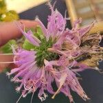 Monarda media Flower