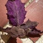 VELUDO ROXO  Gynura AurantiacaFolla