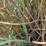 Paramochloa effusa Leht