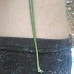 Carex lasiocarpa 葉