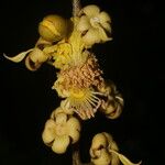 Fairchildia panamensis Flors