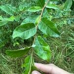 Elaeagnus umbellataFeuille