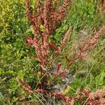 Rumex aquaticus Frukto