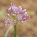 Allium pyrenaicum Lorea