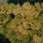 Acer shirasawanum Folha