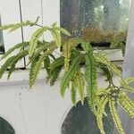 Adiantum hispidulum Агульны выгляд