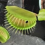 Dionaea muscipula Máis