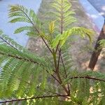 Jacaranda mimosifoliaDeilen