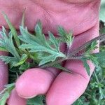 Verbena bracteata Blatt