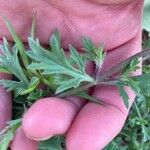 Verbena bracteata Leaf