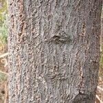 Maytenus boaria 樹皮