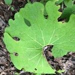 Sanguinaria canadensisFolla