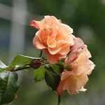Rosa abietina Flors