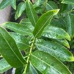 Cestrum diurnum Leaf