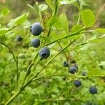 Vaccinium myrtillusПлод