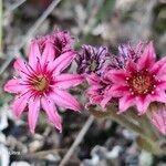 Sempervivum arachnoideumÕis