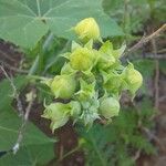 Bryonia verrucosa Flor