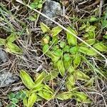 Pinguicula vulgarisLeaf