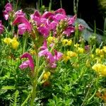 Pedicularis pyrenaica Flower