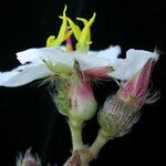 Osbeckia nepalensis 花