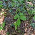 Vaccinium parvifoliumLeaf