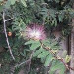 Calliandra eriophylla Floare