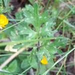 Ranunculus bulbosus Feuille