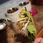 Lonicera caprifolium Çiçek