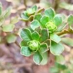 Aeonium spathulatum Levél