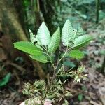 Ulmus mexicana Leaf