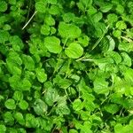 Nasturtium officinale Blad