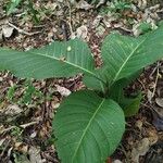 Coccoloba caracasana Leaf