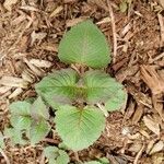 Monarda didyma Blad