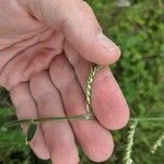 Urochloa trichopus Flower