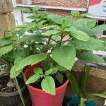 Brugmansia versicolorFolla