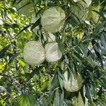 Gomphocarpus physocarpus Flor