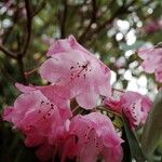 Rhododendron orbiculare Kvet