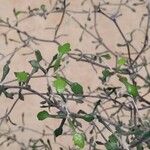 Corokia cotoneaster পাতা