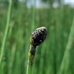 Equisetum fluviatile Frutto