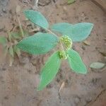 Euphorbia hirta ᱥᱟᱠᱟᱢ