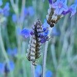 Lavandula pinnata Fruit