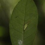 Chrysophyllum sparsiflorum Corteza