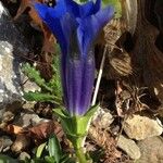 Gentiana angustifolia Квітка